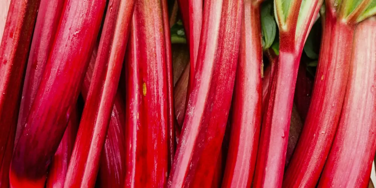 00 GardenersDream Rhubarb Raspberry Red 3L b13a68ed cd6d 4539 b2a6 b54b93487aef 1920w